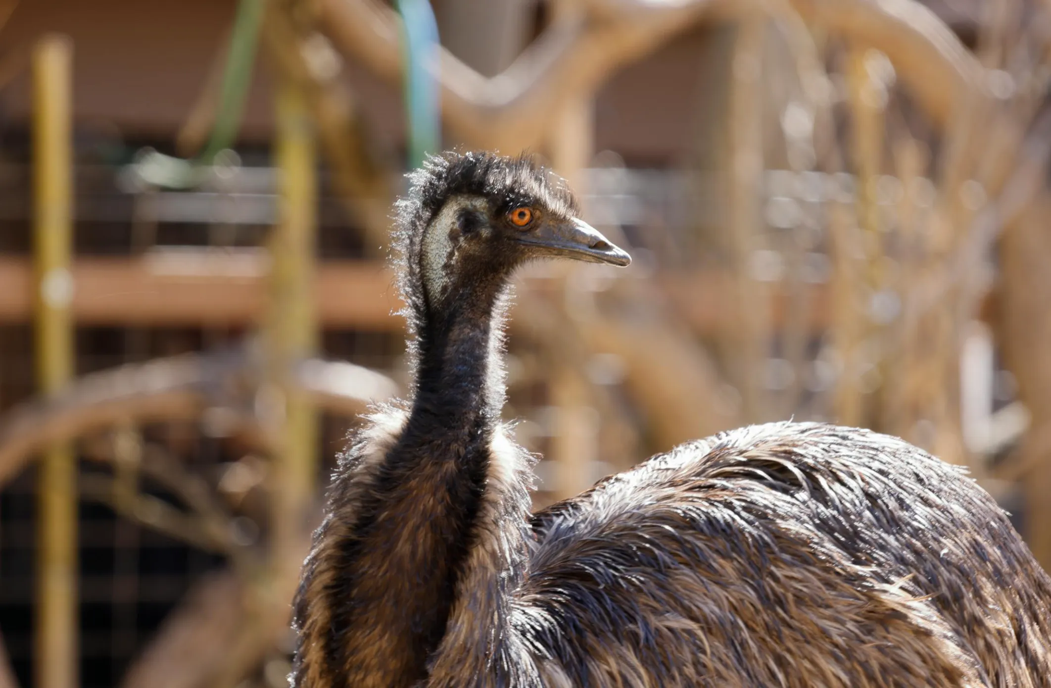 Animals at Sacramento Zoo