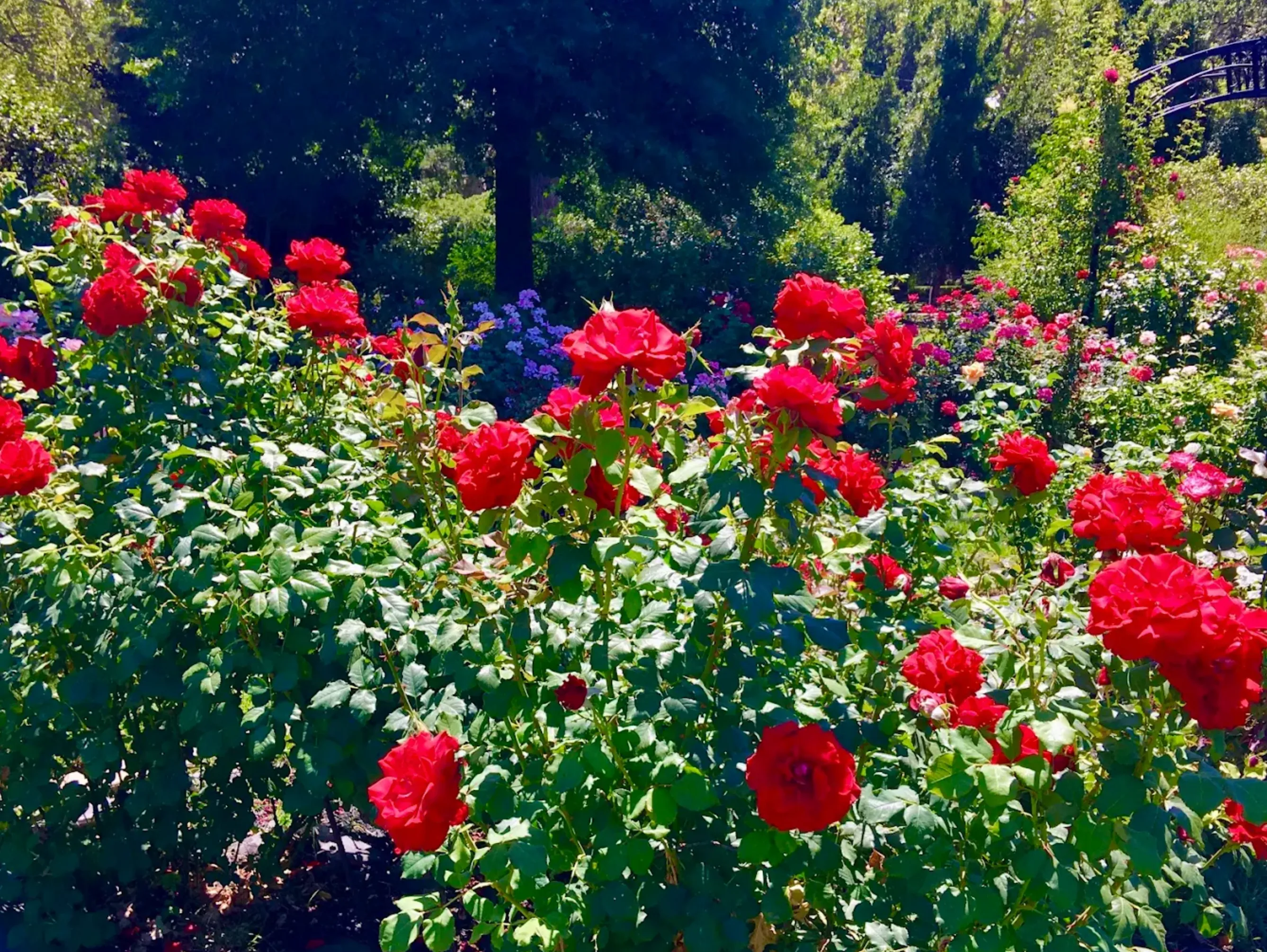 Rose garden arbor